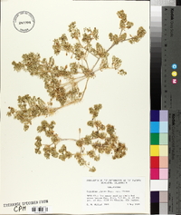 Lepidium flavum var. flavum image