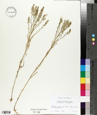 Lepidium densiflorum image