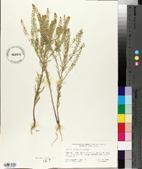 Lepidium densiflorum image