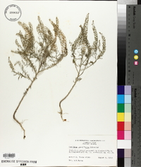 Lepidium densiflorum image