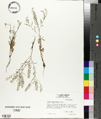 Lepidium densiflorum image