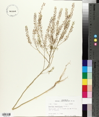 Lepidium densiflorum image