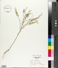 Lepidium densiflorum image