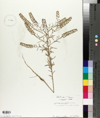 Lepidium densiflorum image