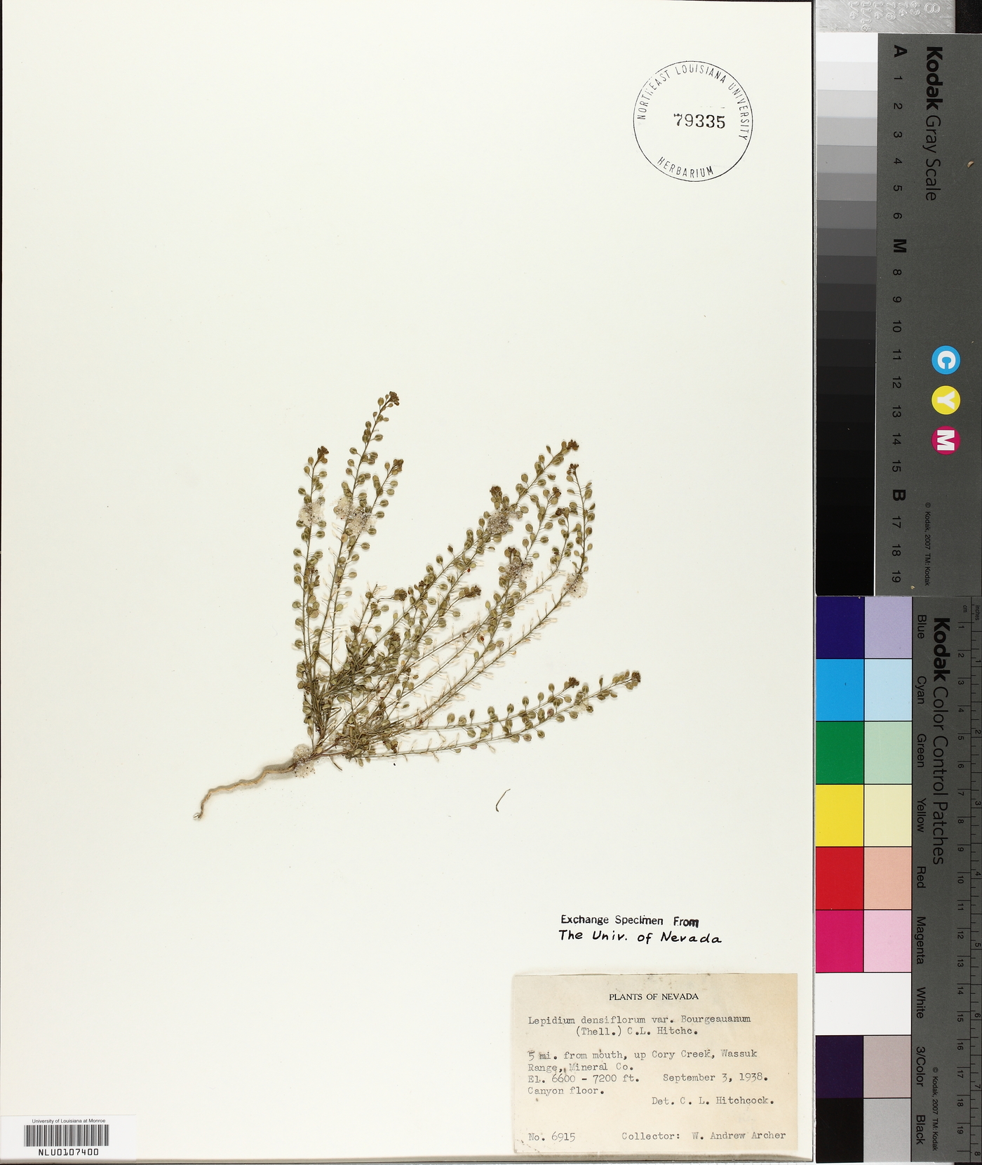 Lepidium ramosissimum image