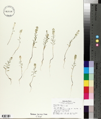 Lepidium densiflorum image