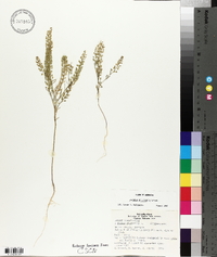 Lepidium densiflorum image