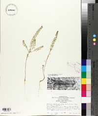 Lepidium densiflorum image