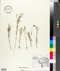 Lepidium densiflorum image