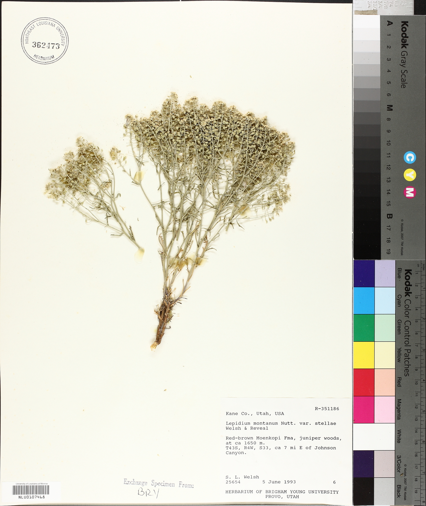 Lepidium montanum var. stellae image