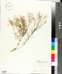 Lepidium montanum image