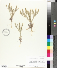 Lepidium lasiocarpum image