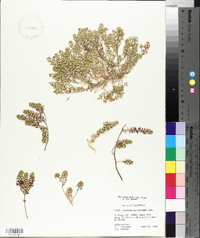 Lepidium lasiocarpum image