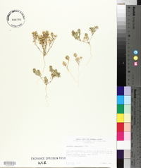 Lepidium lasiocarpum image