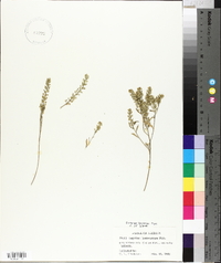 Lepidium lasiocarpum image