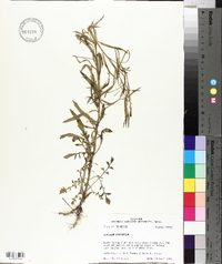 Lepidium virginicum var. durangense image