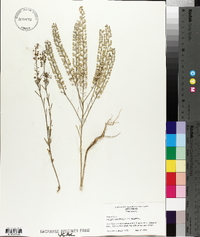 Lepidium virginicum var. virginicum image