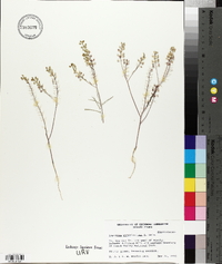 Lepidium ramosissimum image