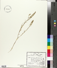 Lepidium virginicum var. virginicum image