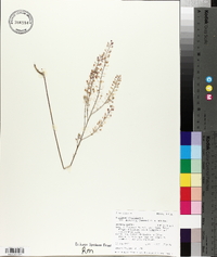 Lepidium virginicum var. pubescens image