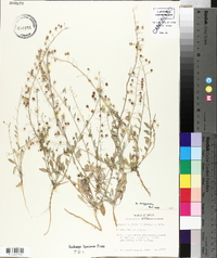 Physaria gracilis subsp. gracilis image