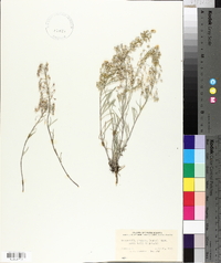 Physaria argentea image