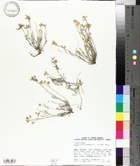 Physaria arenosa image