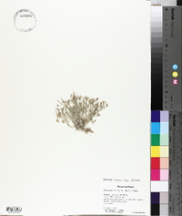 Physaria reediana image