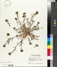 Physaria gordonii image