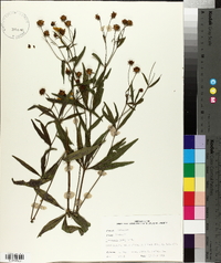 Coreopsis major image