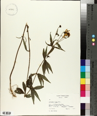 Coreopsis major image