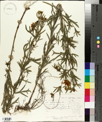 Coreopsis palmata image