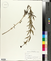 Coreopsis palmata image