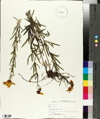 Coreopsis palmata image