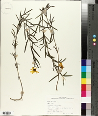 Coreopsis palmata image