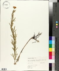 Coreopsis palmata image