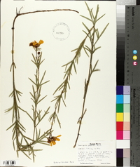 Coreopsis palmata image