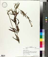 Coreopsis palmata image