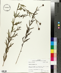 Coreopsis palmata image