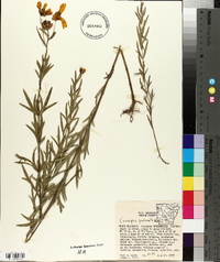 Coreopsis palmata image