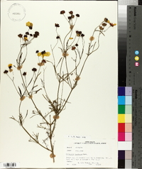 Coreopsis tinctoria image