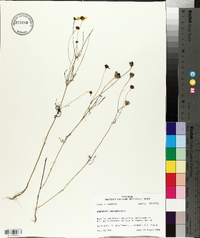 Coreopsis tinctoria image