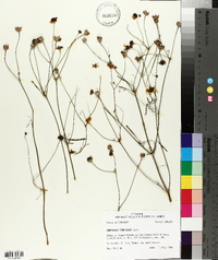 Coreopsis tinctoria image