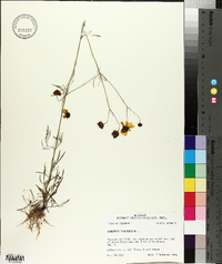 Coreopsis tinctoria image