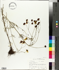 Coreopsis tinctoria image