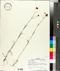 Coreopsis tinctoria image