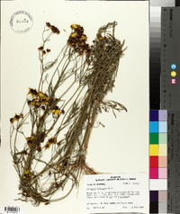 Coreopsis tinctoria image