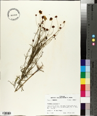 Coreopsis tinctoria image