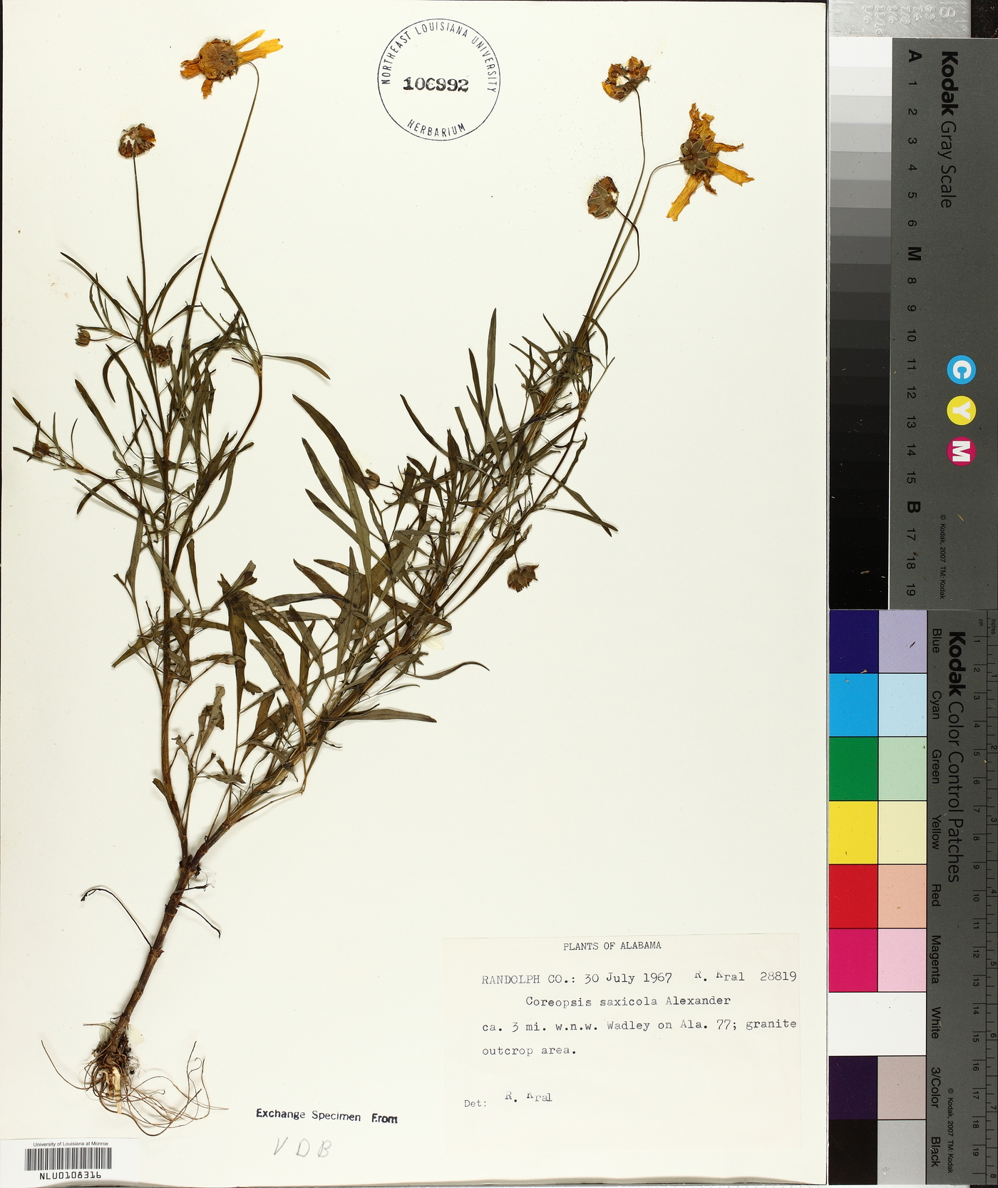 Coreopsis saxicola image