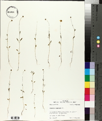 Coreopsis pubescens image